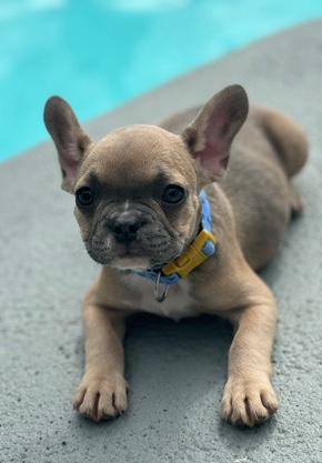 French Bulldog – Female Fawn Frenchie