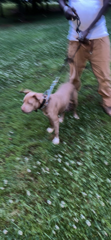 One bully pit named ice