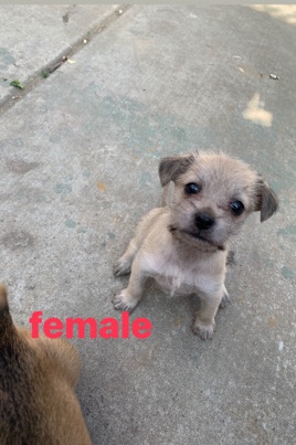 Chihuahua puppy’s
