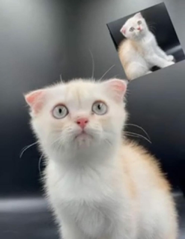 Scottish Fold – Scottish fold male cat