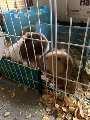 Guinea Pigs
