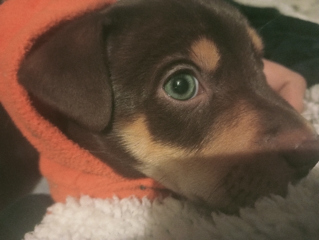 Adorable Rotsky sharpei x puppies!