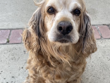 English Cocker Spaniel – Cocker spaniel – La Verne