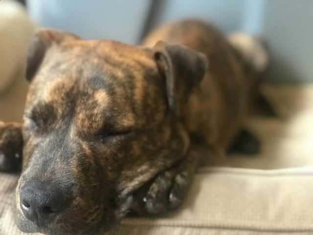 American Pit Bull Terrier – Needs A New Good Home