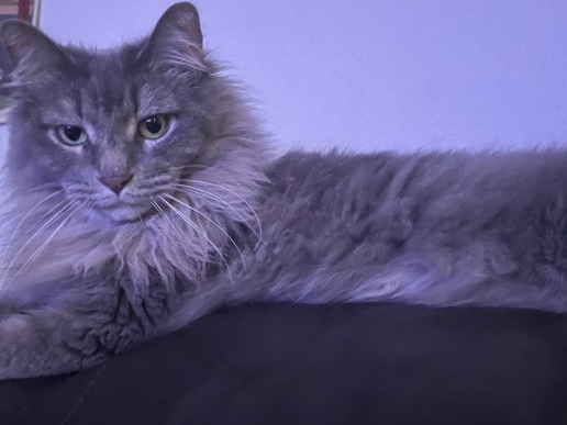 Maine Coon – maine **** needing a new home