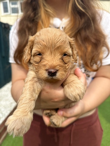 5 stunning cockapoo x cavapoo puppies