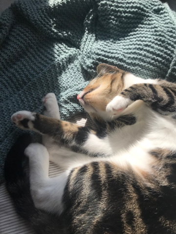 Russian White, Black and Tabby – A 2 Year Old Cuddling Male Tabby