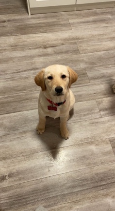 Golden Retriever – golden retriever X lab for rehoming
