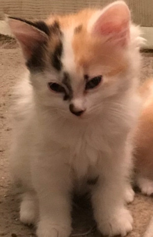 Munchkin – calico munchkin to love