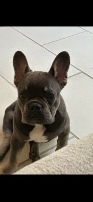 French Bulldog – frenchie puppy!