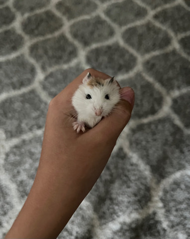 Mocha The Hamster - read description