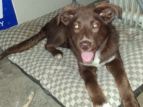 Collie – Friendly Collie Puppy for Sale – 3 Months Old – Longview