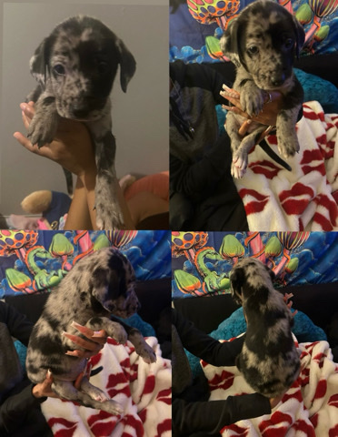 American Pit Bull Terrier – Oreo Needs A Home
