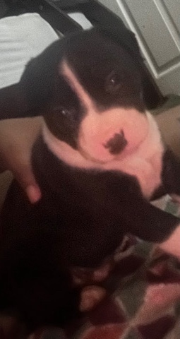 American Pit Bull Terrier – pit pup