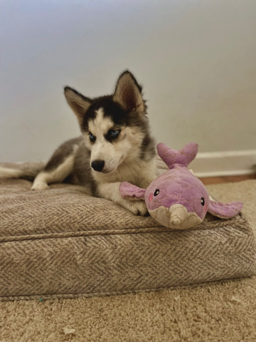 Siberian Husky – Athena