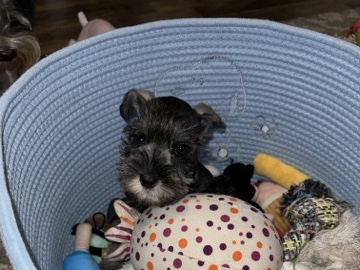 Miniature Schnauzer – mini schnauzer – Bakersfield