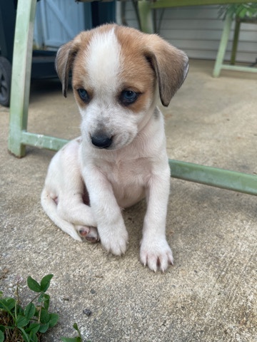 Cardigan Welsh Corgi – This is Angel