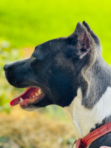 American Pit Bull Terrier – American bully
