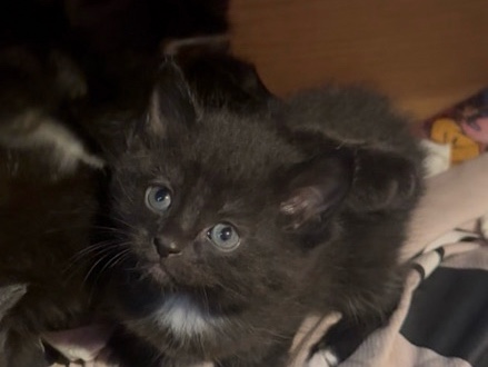 Bombay – loving kittens – Chicago