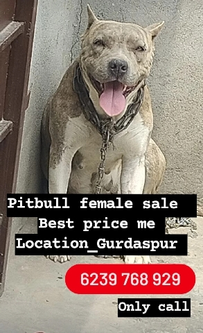 American Pit Bull Terrier – pitbull 🐕 female