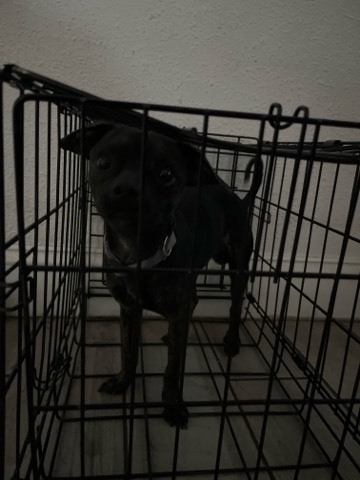 Chihuahua – chihuahua