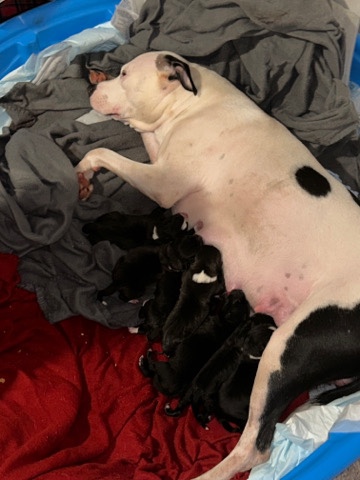 Siberian Husky – Pitsky puppies need homes!(pitbull/siberian Husky)