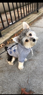 Yorkshire Terrier – Zeus is looking for a loving home!