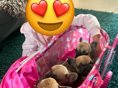 Chien Français Tricolore - bouledogue français  available for adoption in Ottignies-Louvain-la-Neuve