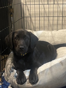 Redbone Coonhound – Rehome 3 month old puppy No shedding