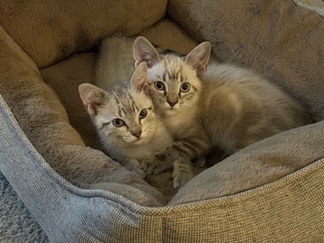 2 Kittens (Both must be taken) – Victorville