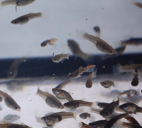 Guppies – 20 plus Feeder Fish Guppies for sale