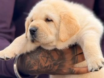 Labrador Retriever – Labrador puppy Male white colour available for free Adoption contact us ***