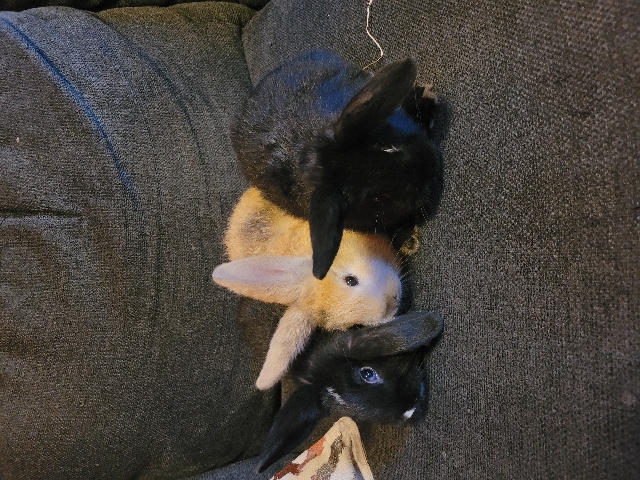 Mini Lop – mini lop bunnies
