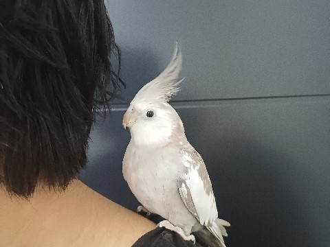 Cockatiel – Fully tamed hand rared male and female cockatiel – Greater London