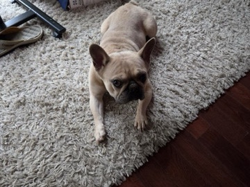 French Bulldog – LAGOS Frenchie Preston #*** – Conyers