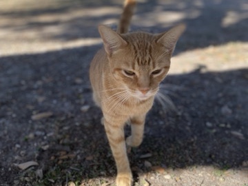 American Shorthair – orange short hair – San Antonio