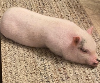 Female Potbellied Piglet
