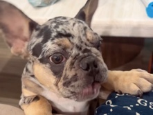 French Bulldog – 2 Merle French Bulldogs – Meadows Place