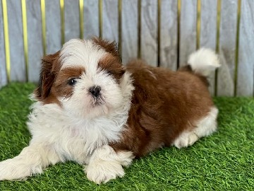 Shih Tzu – Shihtzu puppies – Pune