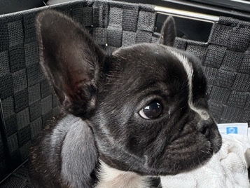 French Bulldog – Adorable French Bulldog Puppy – 8 Weeks Old – Garland – Garland