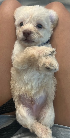 Maltese β Maltese poodles ππ¦