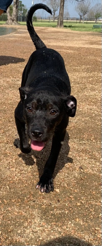 Labrador Retriever – pitbull lab mix