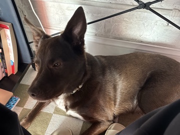 Labrador Retriever – Sweet & Active dog looking for a loving and active family! – Atlanta