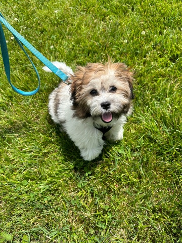 Shih Tzu – Puppy