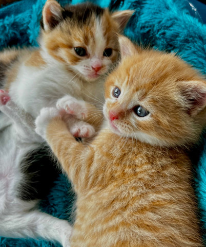 beautiful kittens for sale