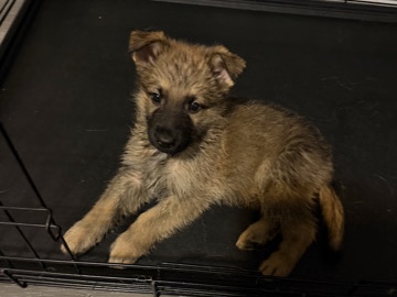 German Shepherd – Germán shepherd – Stamford