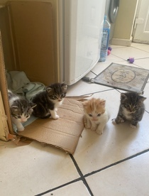 Persian (Modern) – half Persian kittens for sale