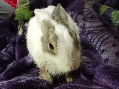 American - rabbit available for adoption in New Delhi