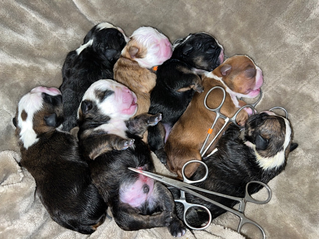 English Bulldog Puppies