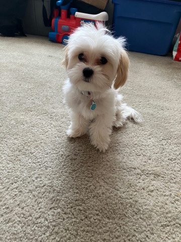 Lhasa Apso – Lhasa Apso/ Maltese